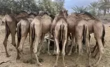 قعدان للبيع