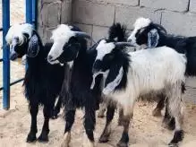 5 جديان للبيع