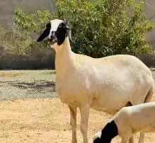 نعجة من العيار الثقيل للبيع . ما شاء الله