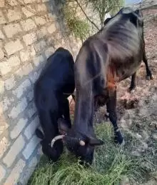 بقرة معها عجل صغير للبيع